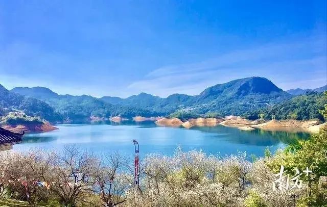 南告梅花景观。 罗兆安 摄 图片