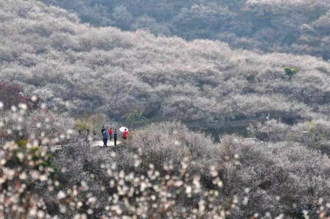 共光万亩梅园景观。 罗兆安 摄 图片