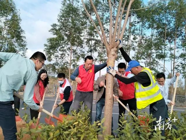 甲西镇植树活动。受访者供图 图片