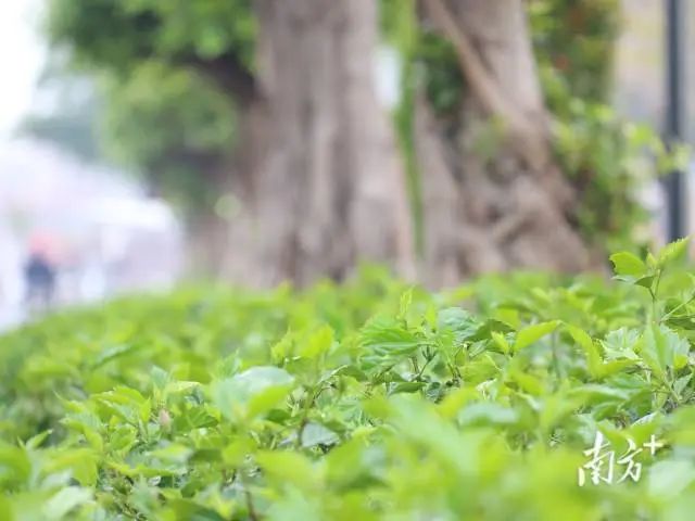 甲子镇瀛江碧道的绿美景色。李冠宇 摄 图片