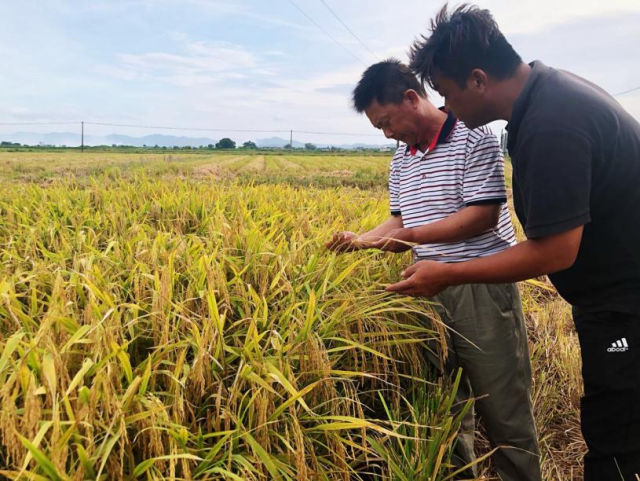 陈建伟查看水稻长势。