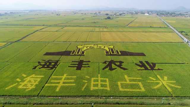 2019年可塘镇万亩油占米生产基地稻田景观。