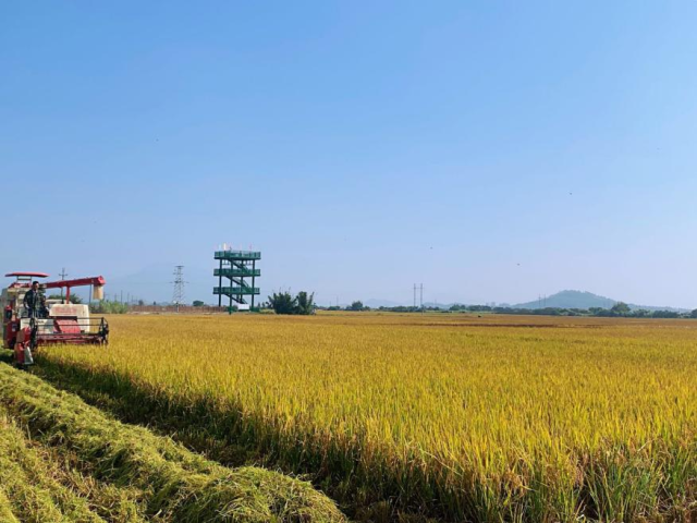 “稻花香里说丰年,听取蛙声一片”。