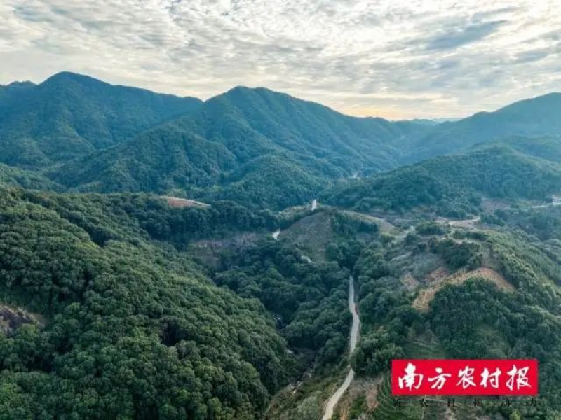 广东省已建有14个国家森林城市,是全国森林城市数量最多的省份。 图片