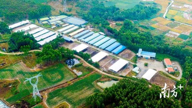 陆丰黄牛保种场鸟瞰图