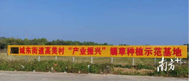 城东街道高美村的觿草种植基地，此处也是该村“股票田”示范点。郭杨阳 摄