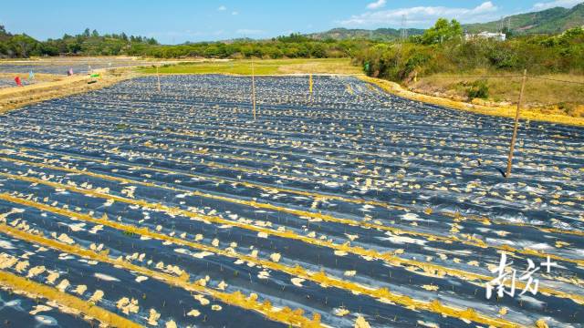 陆丰市第一块“股票田”，该地块位于城东街道磨海村埔田村小组，此为泰国枸杞菜扦插种植时景象。 受访者供图