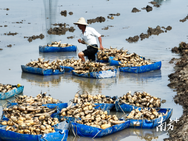 荷叶连连莲藕香，鱼翔浅底乐无穷。