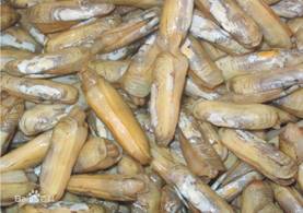 蛏(chēng)子--圣子